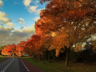 vanilla-autumn-street-trees vanilla-autumn-street-trees
