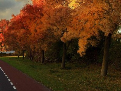 vanilla-autumn-street-trees vanilla-autumn-street-trees